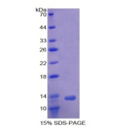abx065136