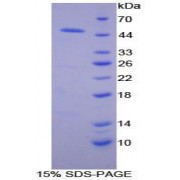 SDS-PAGE analysis of Human Adiponectin Receptor 2 Protein.