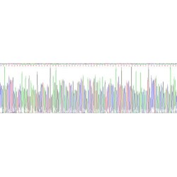 Mouse Adrenomedullin (ADM) Protein