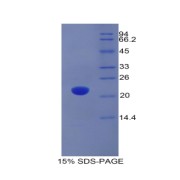abx065183