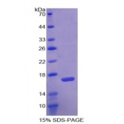 SDS-PAGE analysis of Human Agmatine Ureohydrolase Protein.