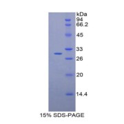SDS-PAGE analysis of Mouse GPT2 Protein.
