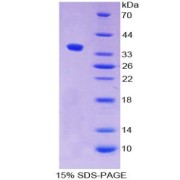 abx065220
