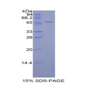 SDS-PAGE analysis of AMBP Protein.