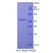 SDS-PAGE analysis of Rat aZGP1 Protein.
