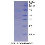abx065247
