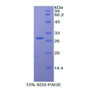 abx065249