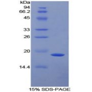 abx065261