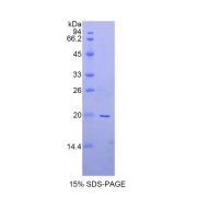 abx065262