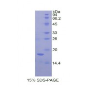 SDS-PAGE analysis of recombinant Human Amelogenin, X-Linked Protein.