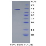 SDS-PAGE analysis of Human AMY1 Protein.