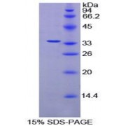 SDS-PAGE analysis of Rat AMY2 Protein.