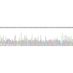 Rat Androgen Receptor (AR) Protein