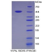 abx065308