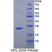 SDS-PAGE analysis of recombinant Rat Angiogenin Protein.