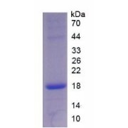 SDS-PAGE analysis of recombinant Rat Angiopoietin 1 Protein.