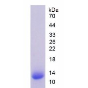 SDS-PAGE analysis of Cow ANGPTL4 Protein.
