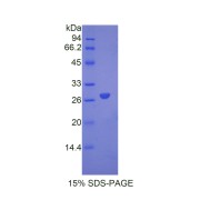 abx065341