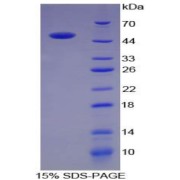 abx065347