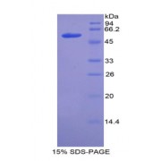 SDS-PAGE analysis of Mouse ACE Protein.