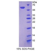 SDS-PAGE analysis of Mouse Angiotensinogen Protein.