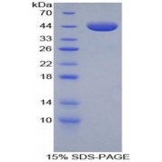 SDS-PAGE analysis of Mouse Annexin A1 Protein.