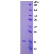 SDS-PAGE analysis of recombinant Human AMH Protein.