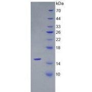 SDS-PAGE analysis of recombinant Rat Muellerian-Inhibiting Factor Protein.