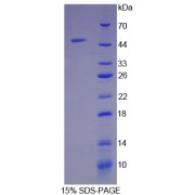 SDS-PAGE analysis of recombinant Mouse Antithrombin-III (SERPINC1) Protein.