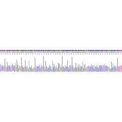 Human Apelin (APLN) Protein