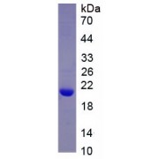 SDS-PAGE analysis of recombinant Human Apolipoprotein A2 Protein.