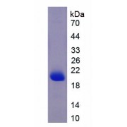 SDS-PAGE analysis of recombinant Human Apolipoprotein A5 Protein.