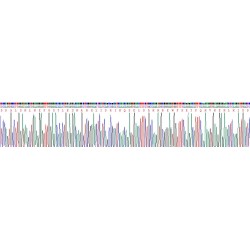Human Apolipoprotein C-I (APOC1) Protein