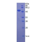 SDS-PAGE analysis of recombinant Mouse Apolipoprotein D (APOD) Protein.