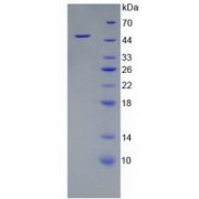 SDS-PAGE analysis of recombinant Mouse Apolipoprotein E.
