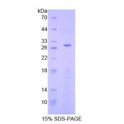 abx065442