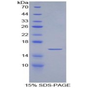 SDS-PAGE analysis of Artemin Protein.