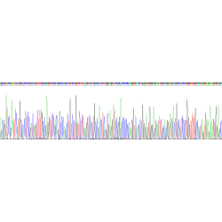Human Aspartate Aminotransferase, Cytoplasmic / AST (GOT1) Protein
