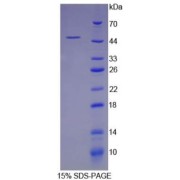 SDS-PAGE analysis of recombinant Human AST/GOT1 Protein.