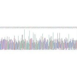 Human Ataxin 1 (ATXN1) Protein