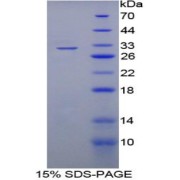 SDS-PAGE analysis of Rat A2BP1 Protein.