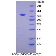 SDS-PAGE analysis of Human ATP6AP2 Protein.