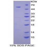 SDS-PAGE analysis of Mouse ATP4a Protein.