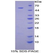 SDS-PAGE analysis of Mouse ATP4a Protein.