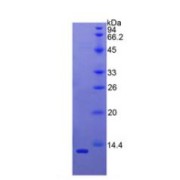 abx065499