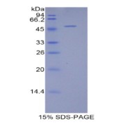 abx065509