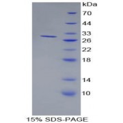 SDS-PAGE analysis of Human BST1 Protein.