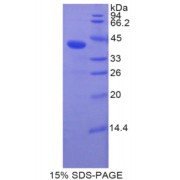 SDS-PAGE analysis of Human BMP10 Protein.
