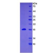 SDS-PAGE analysis of recombinant Human BMP15 Protein.