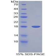 SDS-PAGE analysis of Rat BMP15 Protein.